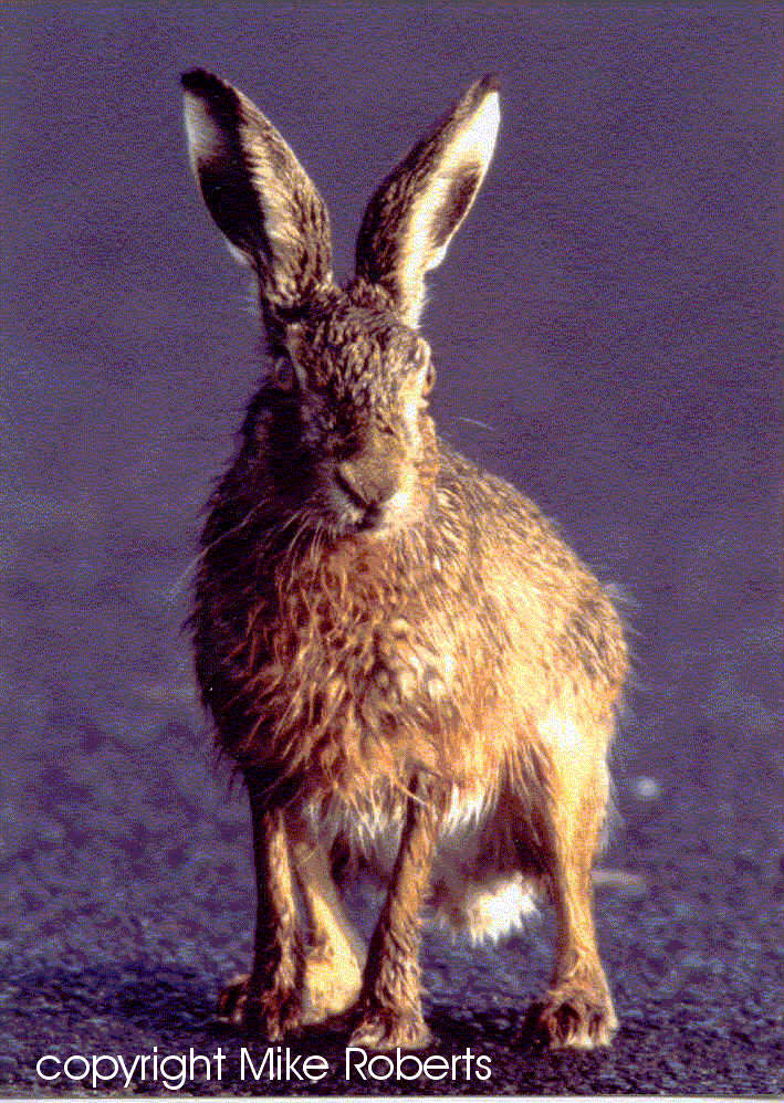 Brown hare